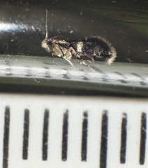 Tasmantrix calliplaca