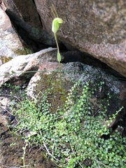 Pterostylis crispula