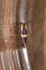 Tasmantrix calliplaca