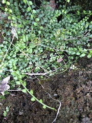 Pterostylis crispula
