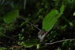 Corybas hatchii