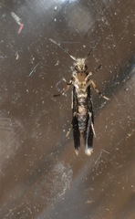 Tasmantrix calliplaca