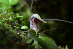 Corybas hatchii