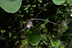 Corybas hatchii