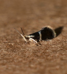 Tasmantrix calliplaca