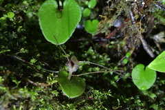 Corybas hatchii