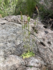 Pterostylis crispula
