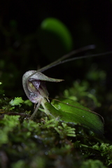 Corybas hatchii