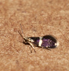 Tasmantrix calliplaca