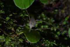 Corybas hatchii