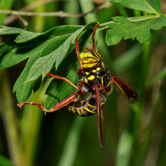 Spilomyia diophthalma