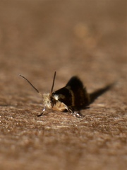 Tasmantrix calliplaca