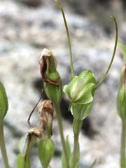 Pterostylis crispula