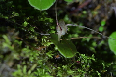 Corybas hatchii
