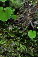Corybas hatchii
