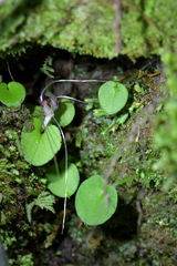 Corybas hatchii