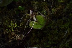Corybas hatchii