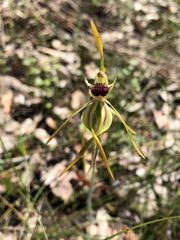 Caladenia longiclavata