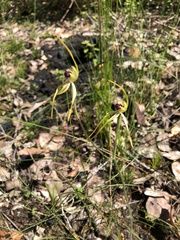 Caladenia longiclavata