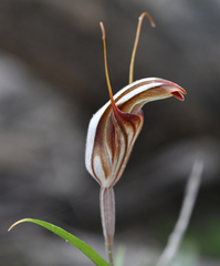 Pterostylis dolichochila