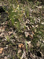 Caladenia longiclavata
