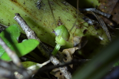 Corybas vitreus