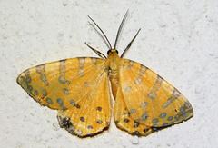 Veniliodes pantheraria