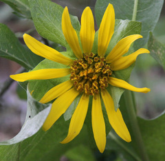 Wyethia