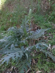 Acanthus mollis
