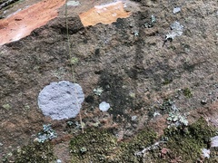 Halecania pepegospora