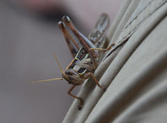 Cyrtacanthacris tatarica