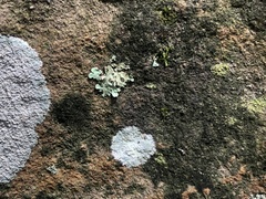 Halecania pepegospora