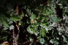 Pseudocyphellaria homoeophylla