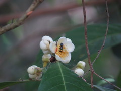 Rhodomyrtus macrocarpa