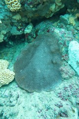 Coscinaraea mcneilli