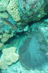 Coscinaraea mcneilli