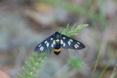Amata transcaspica