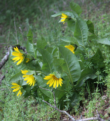 Wyethia