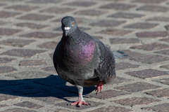 Columba livia