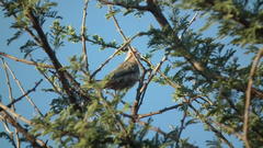 Urocolius indicus lacteifrons