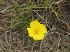 Oenothera berlandieri
