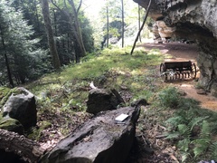 Lecanora pseudistera