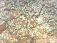 Lecanora pseudistera