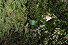 Corybas oblongus