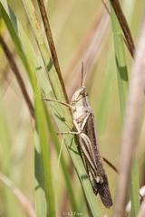 Stenocatantops splendens