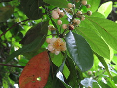 Rhodomyrtus macrocarpa