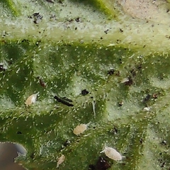 Pseudococcidae