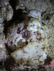Octopus hawaiiensis