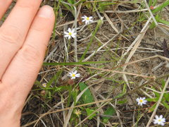 Chaetopappa asteroides