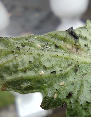 Pseudococcidae